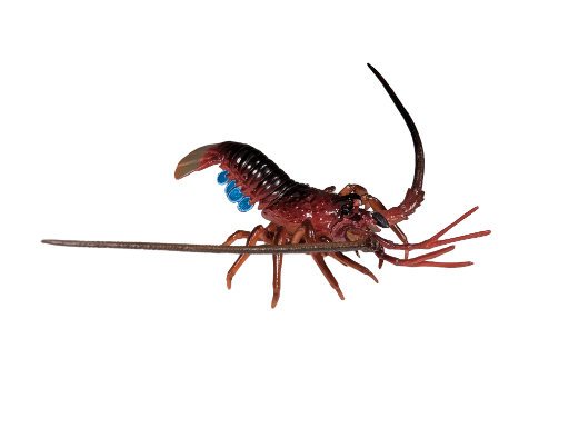 Japanese Spiny Lobster