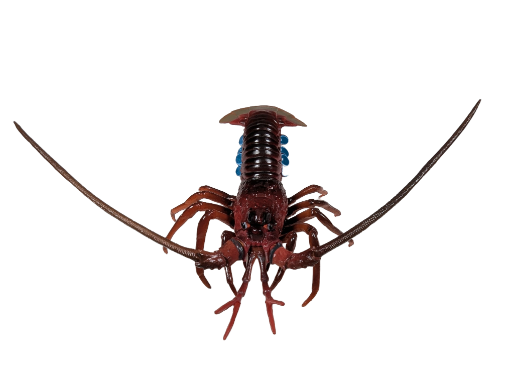Japanese Spiny Lobster