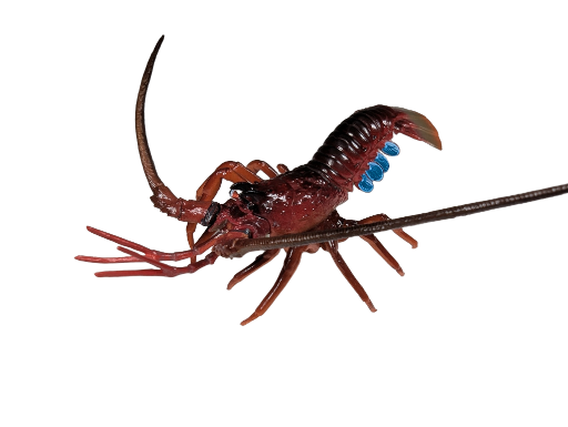 Japanese Spiny Lobster