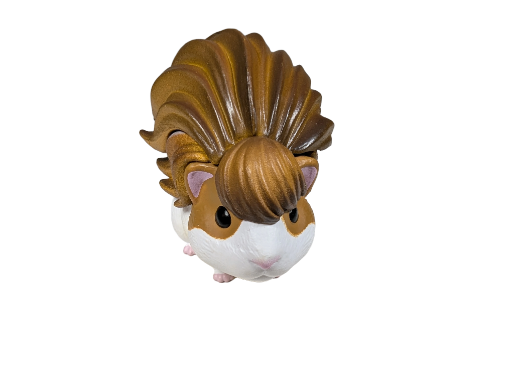 Guinea Pig with Hairdo
