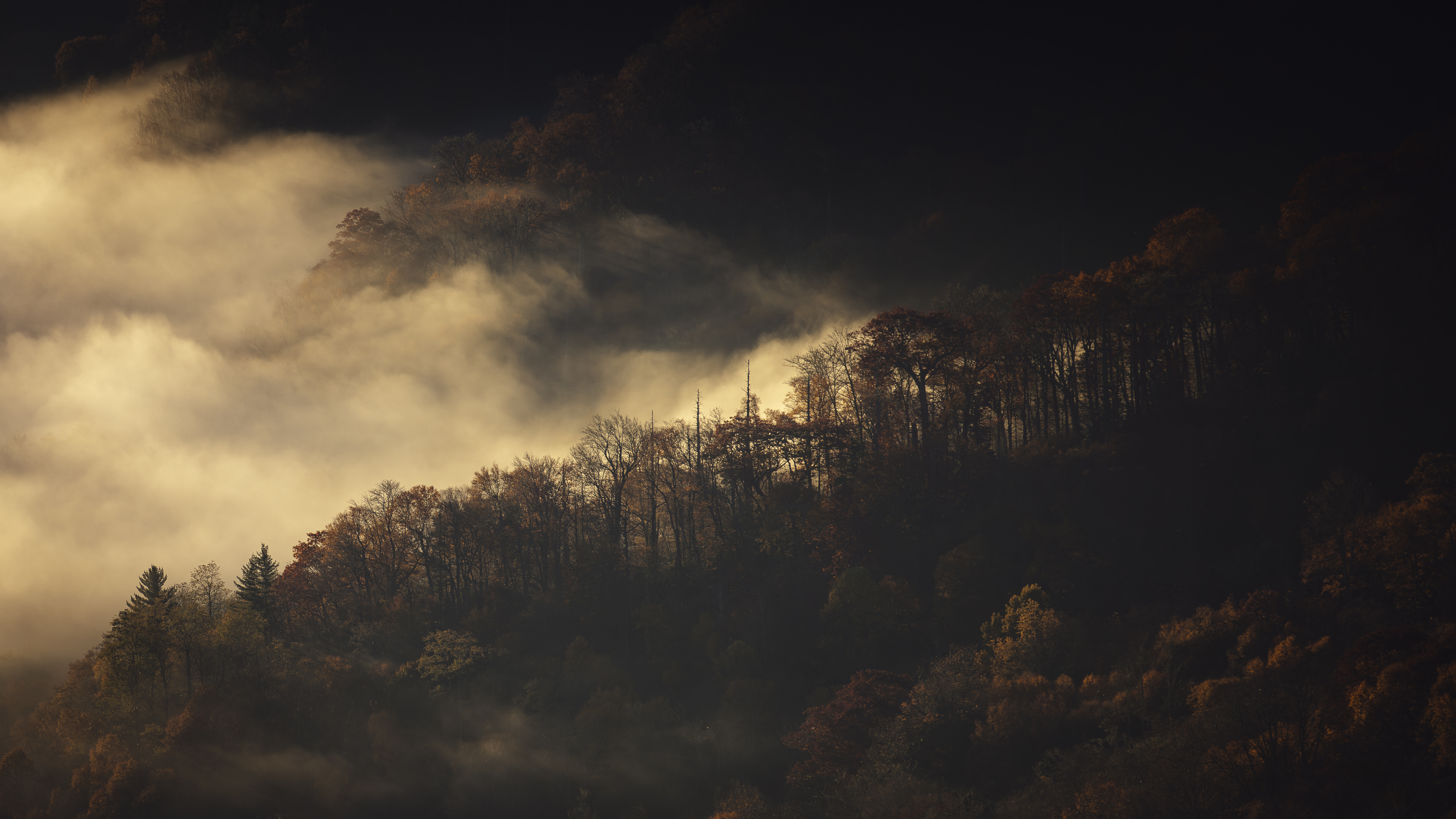 Misty Forest Landscape Photo