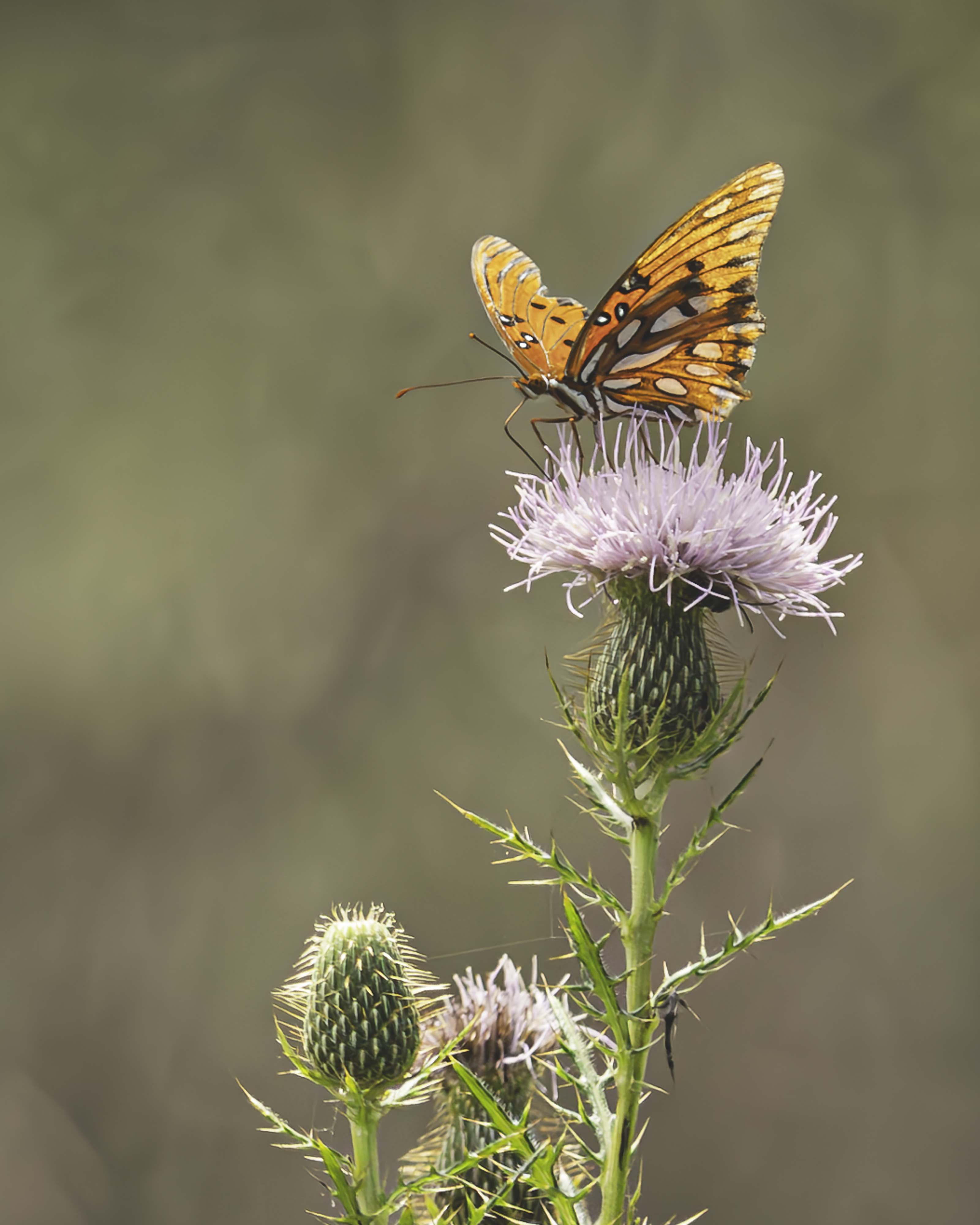 Decorative Butterfly and Thistle Photograph