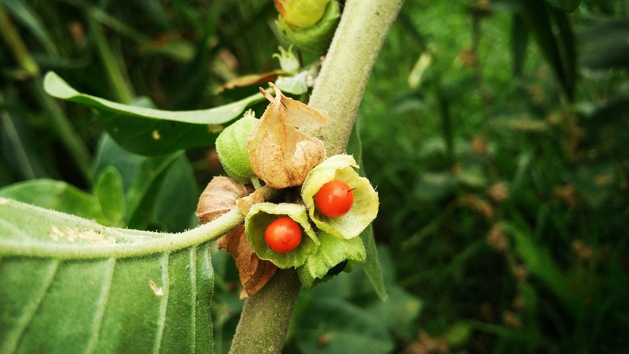 Ashwangandha Root