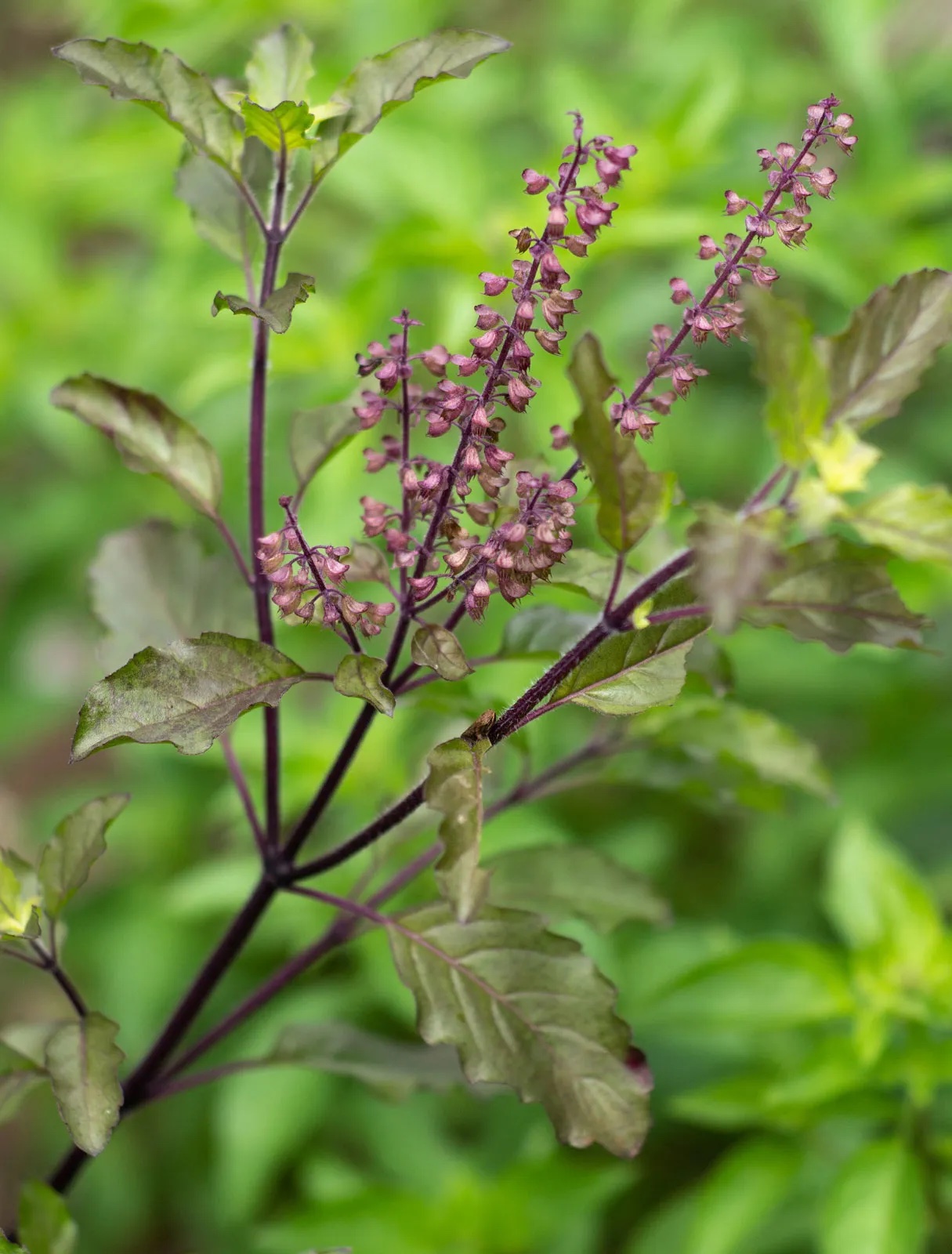 Holy Basil (Tulsi)