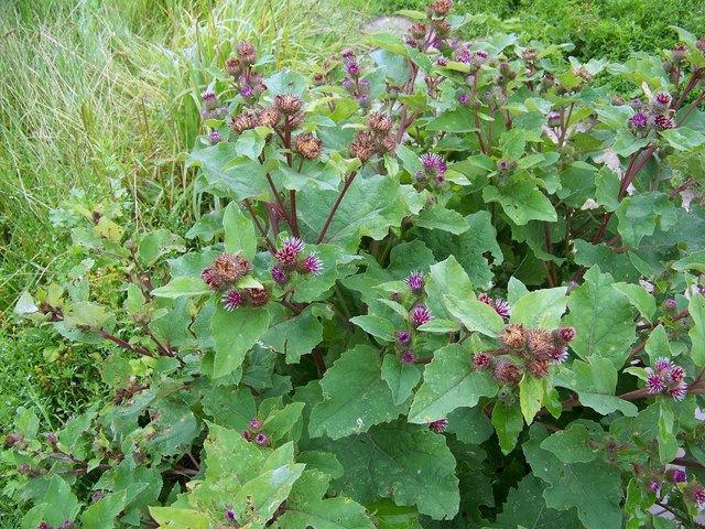 Burdock Root