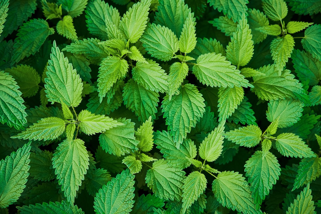 Stinging Nettle 