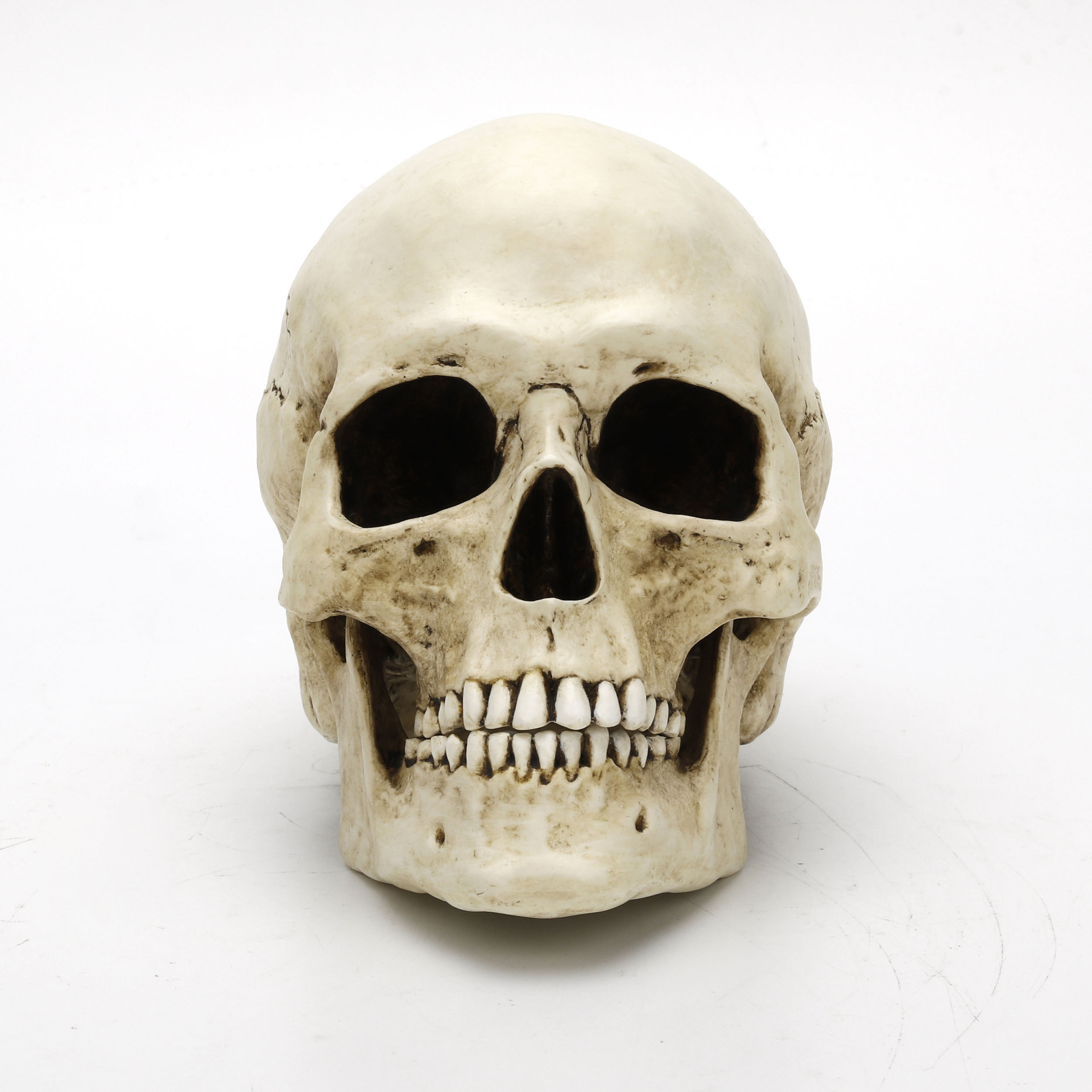 HUMAN SKULL (MOTION JAW)