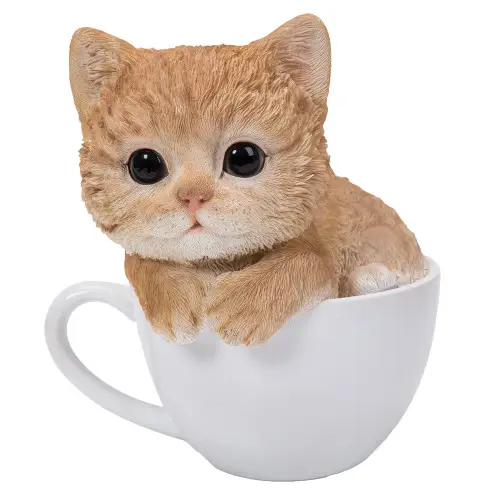 Tabby Tea Cup Kitten