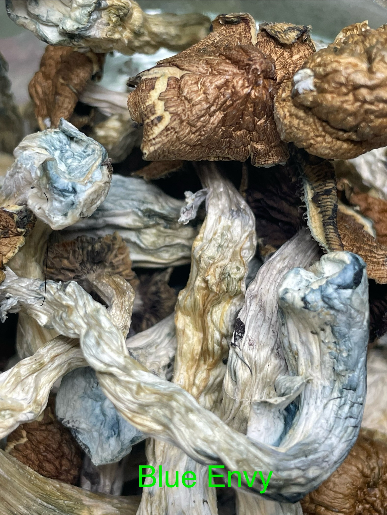 Dried Psilocybin Mushrooms