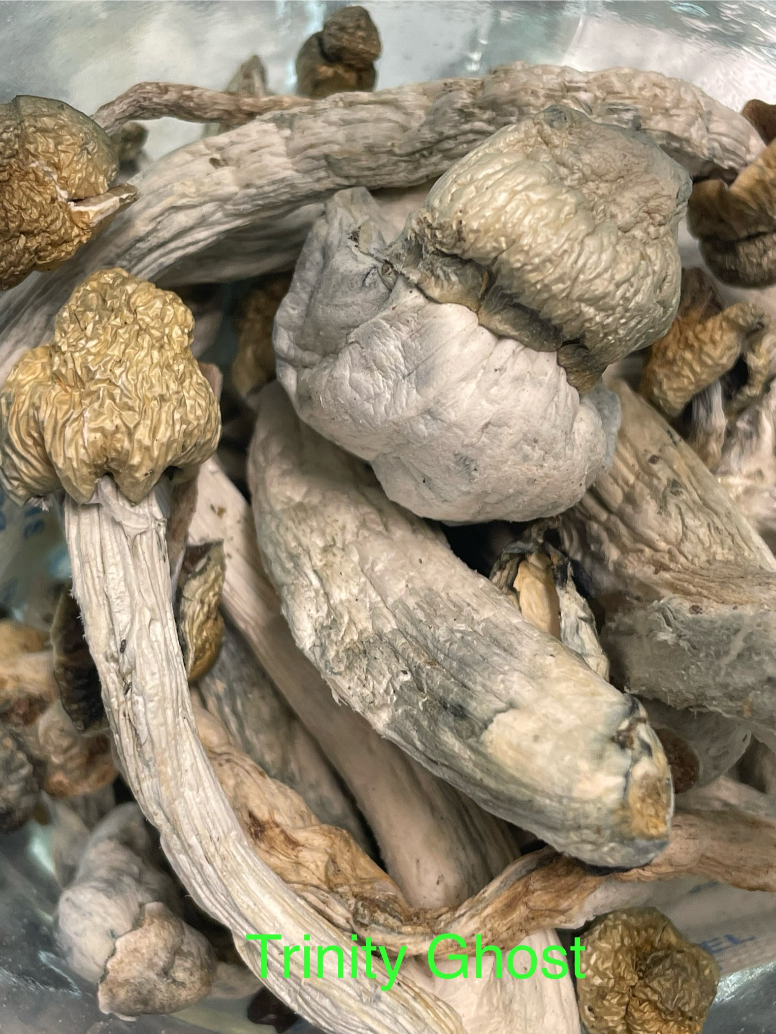 Dried Mushrooms