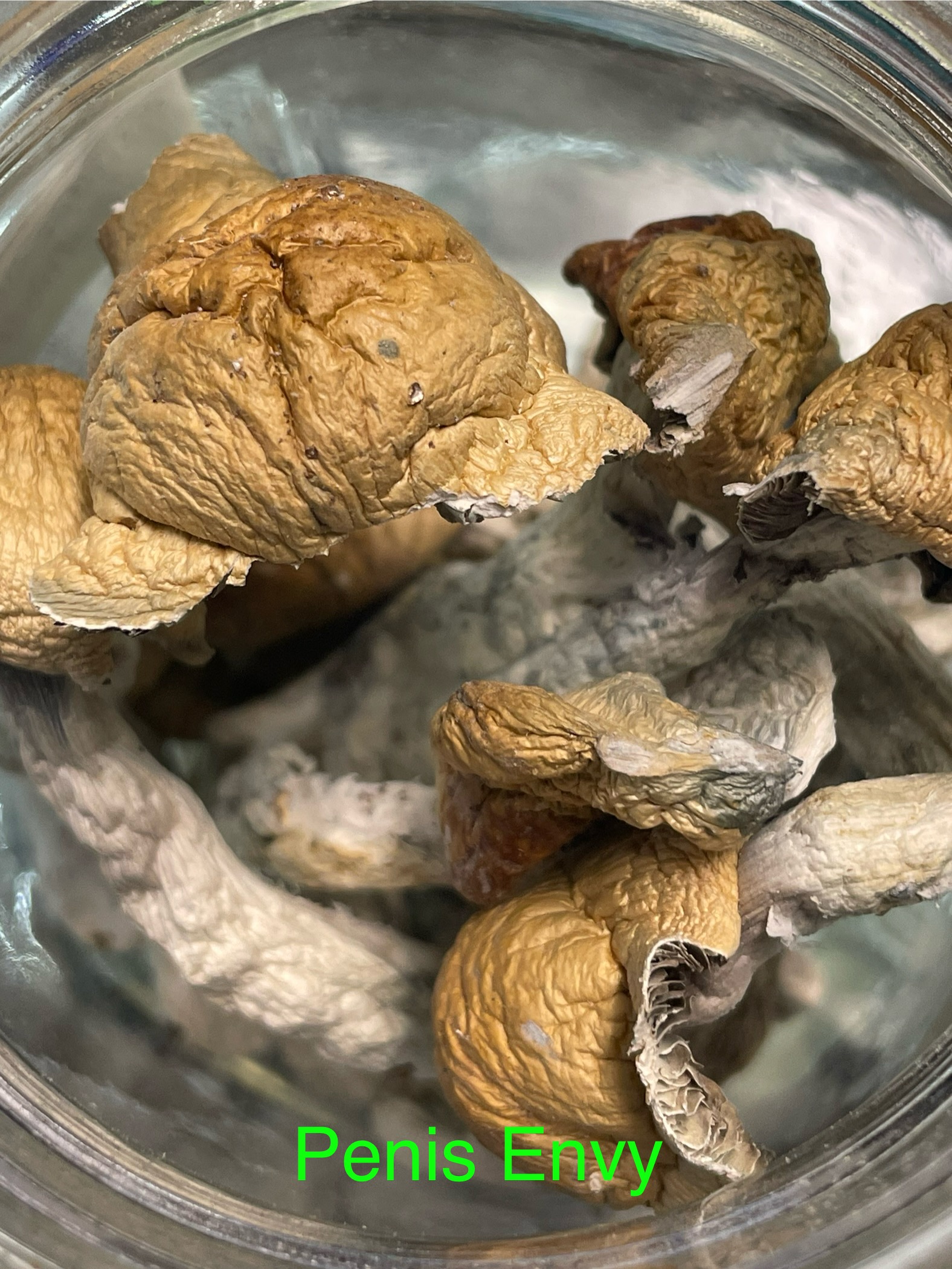Dried Mushrooms