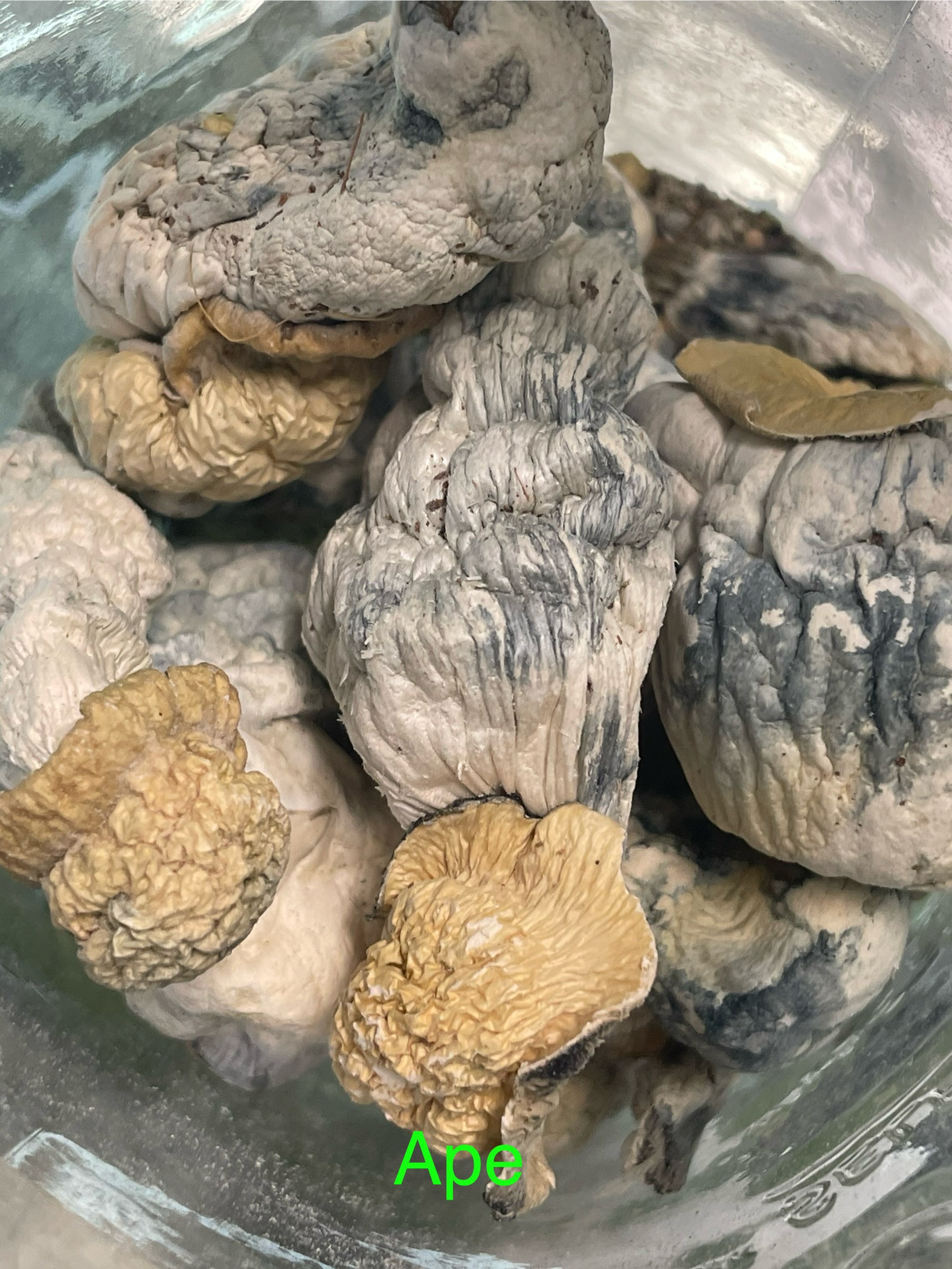 Dried Mushrooms
