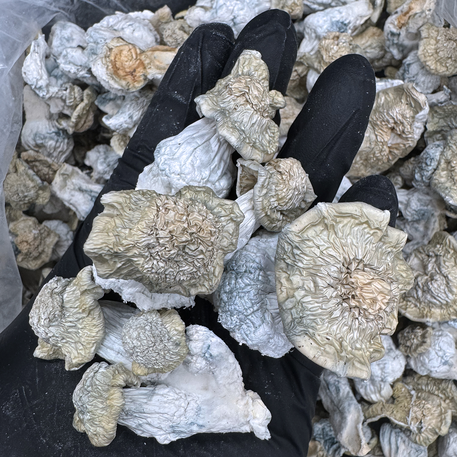 Albino Bluey Vuitton - ultra-Rare Albino Hybrid