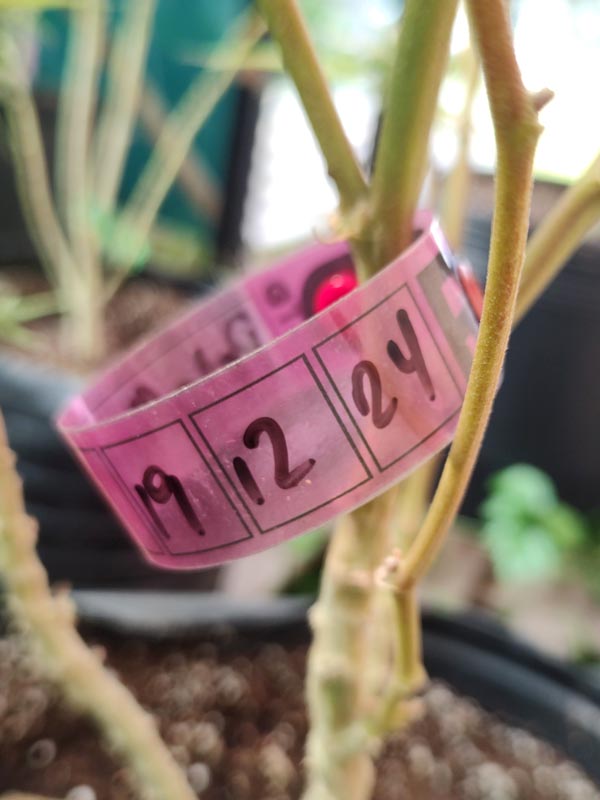 Pulsera Ramera 
