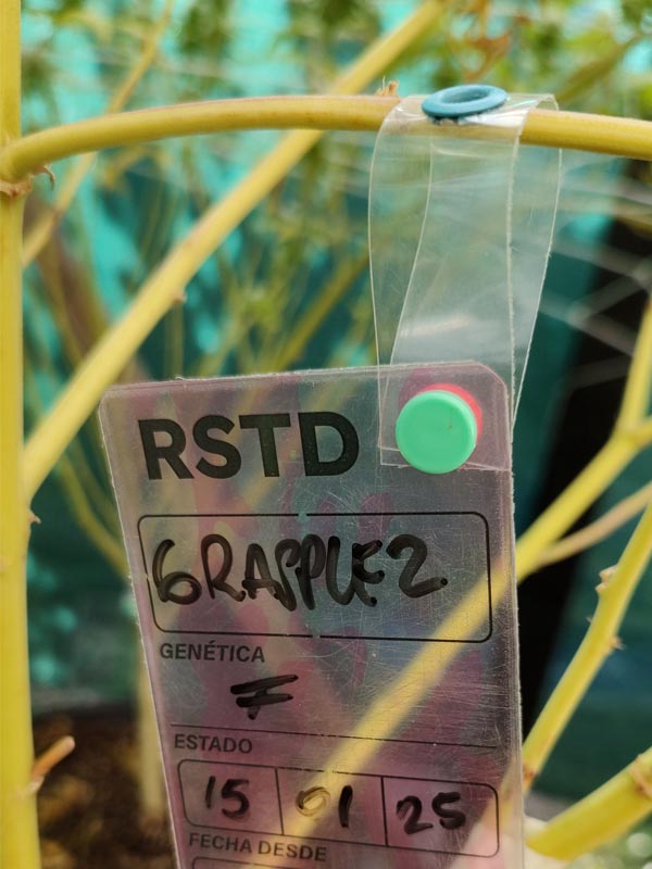 Rótulo Colgante Transparente