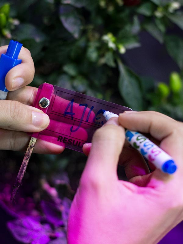 Pack Fibrones Mágicos