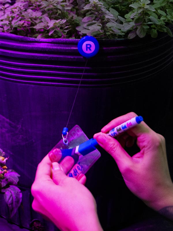 Pack Fibrones Mágicos