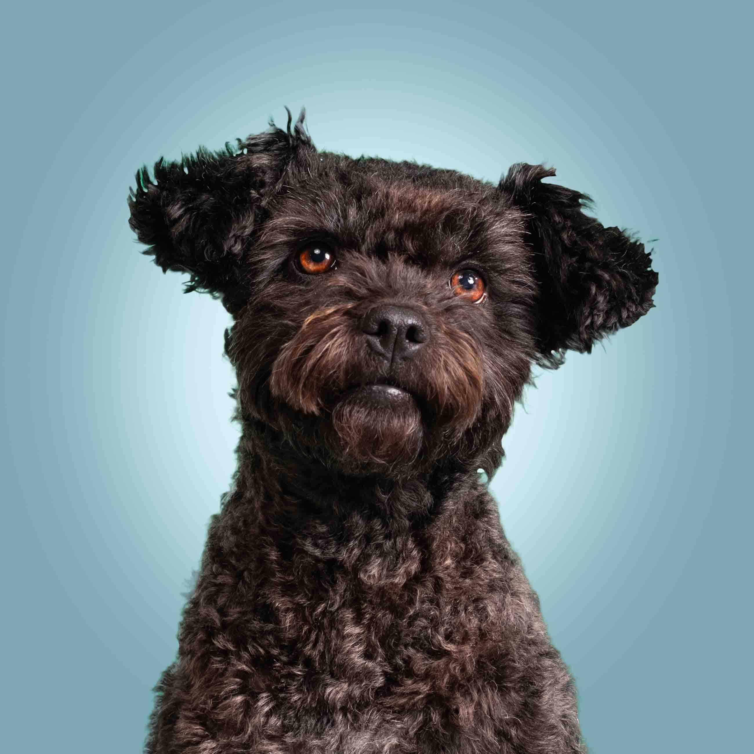 The VIPaw Experience