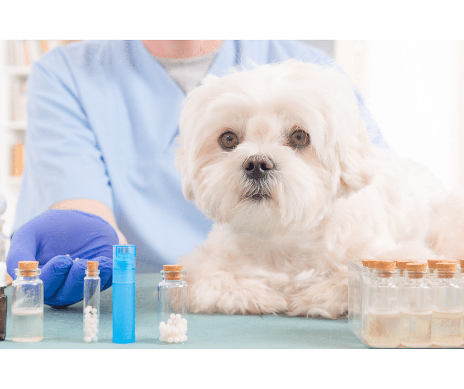 Consultation homéopathique uniciste pour votre animal