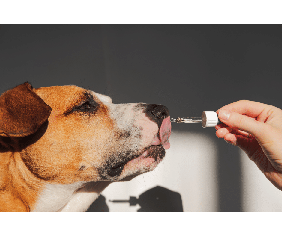 Consultation homéopathique uniciste pour votre animal