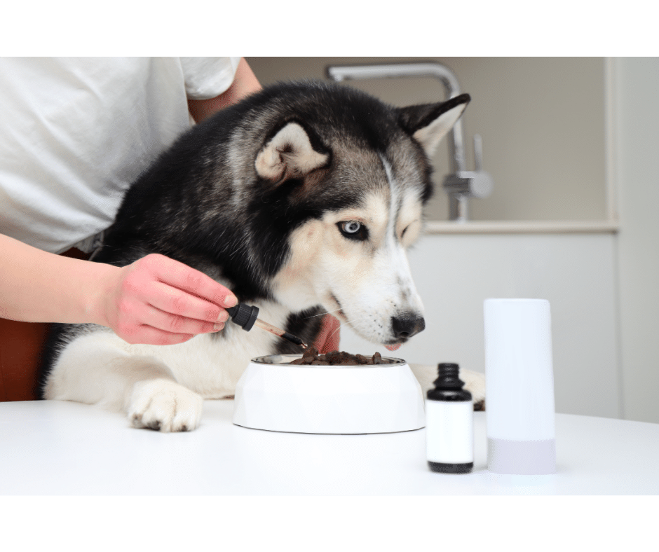 Suivi homéopathique de votre animal