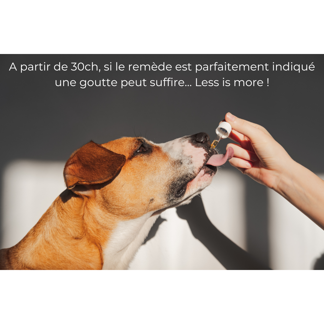 Suivi homéopathique de votre animal