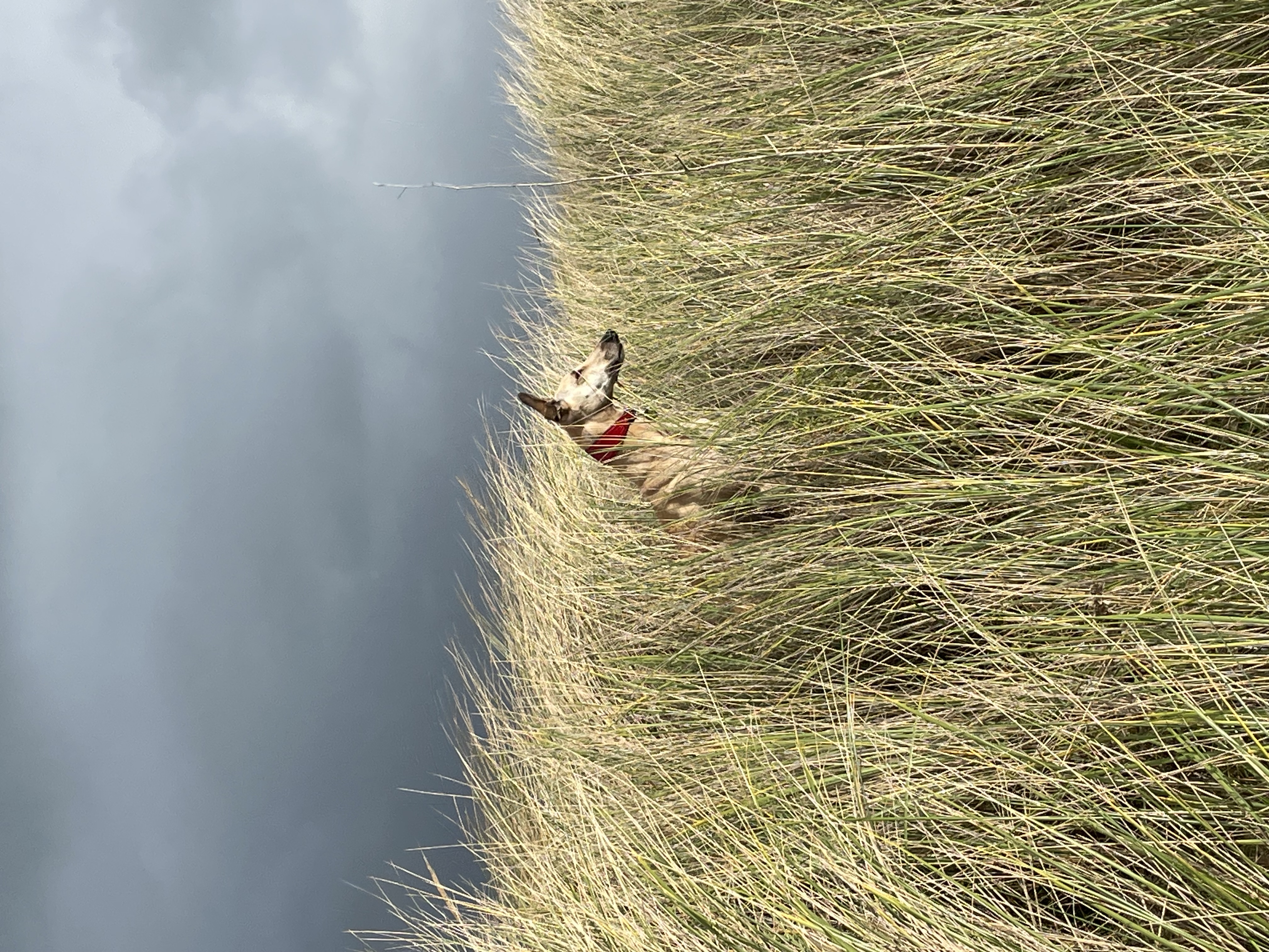 Suivi homéopathique de votre animal