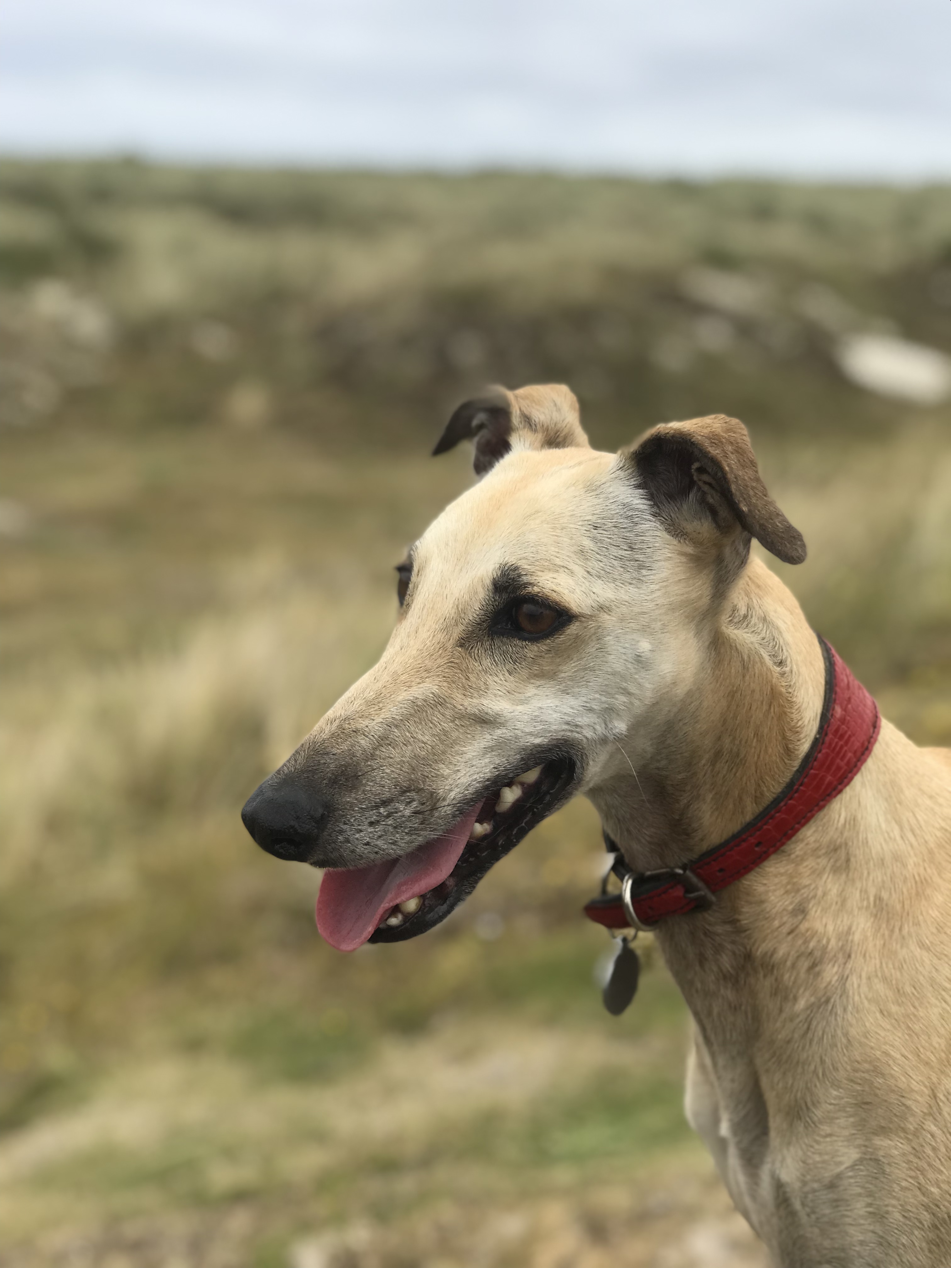 Consultation homéopathique uniciste pour votre animal