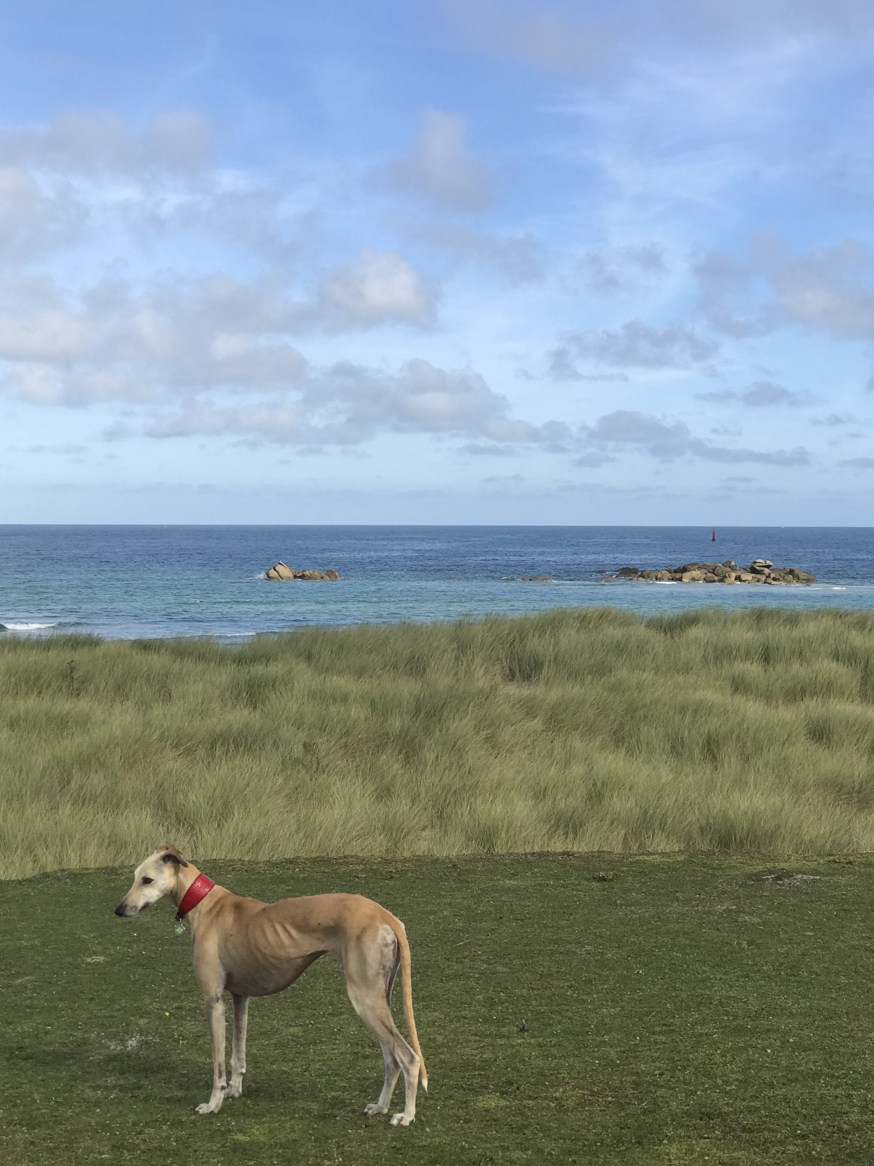 Consultation homéopathique uniciste pour votre animal