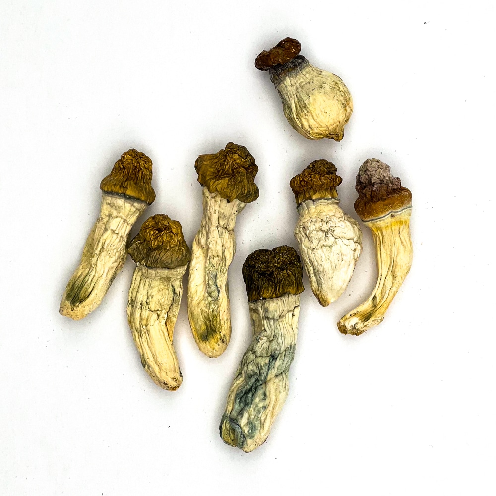 Albino penis Magic Mushrooms 