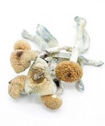 Amazonian magic mushrooms