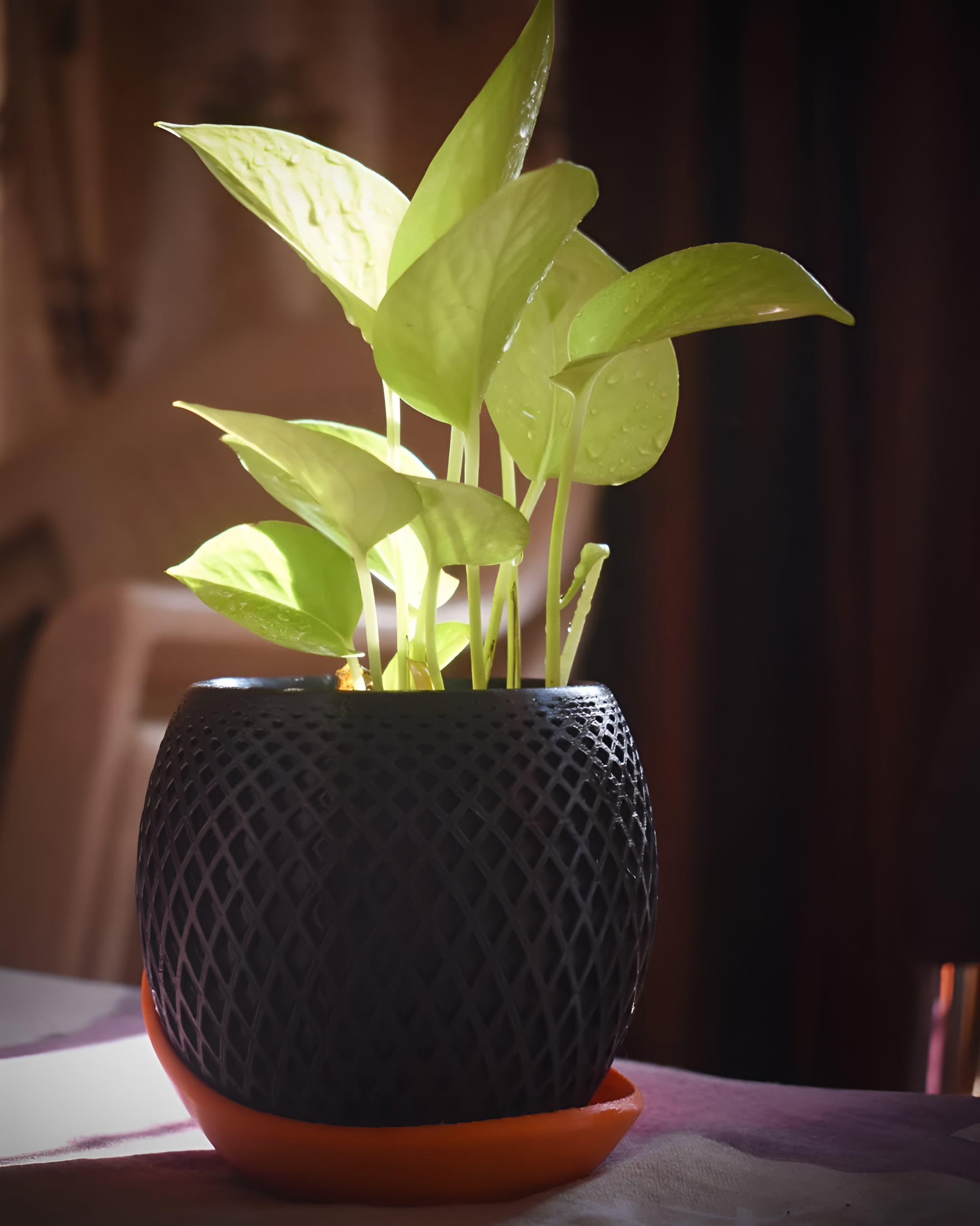 The Polygon Planter