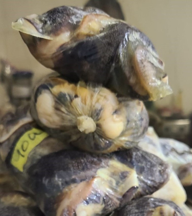 ESCARGOT  (200 g) 10 pièces x 6.5 euros