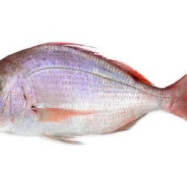 poisson Dorade-rose- 600-800gr  10kg