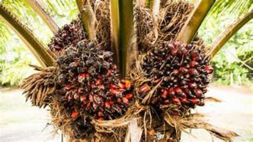 Graine-de-Palme ( 350g)  24 x 1.55 £