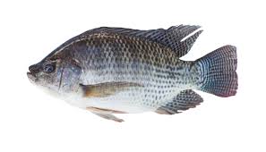 Tilapia 300-500g THAI 20¨% GL 4KG X 2.70 euros/KG