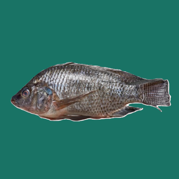 Tilapia 300-500gr 20% GLZ  4 kg x 1.92 euros