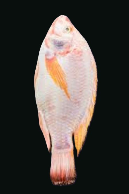 Tilapia rouge VGN 20% 500 - 800G 4kg (3.26 euros kg)