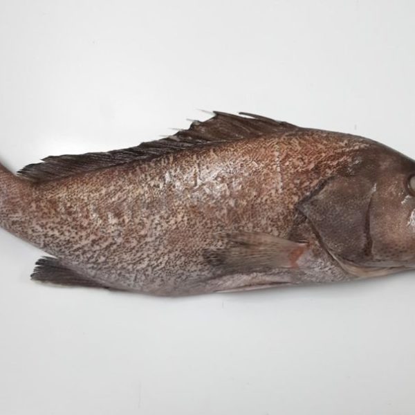 Poisson MEROU ou  TIOF GV 3-5KG   25 KG (6.8 euros/kilo)