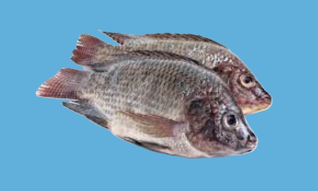 Tilapia 500-800g 20% GLZ ( 4kg - 2.27 euros- kg)