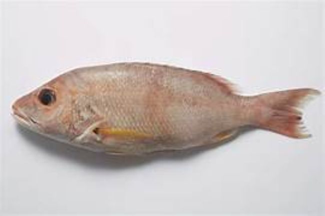 TILAPIA 300-500g GVN 4 KG ( 4kg x 2.49 euros kg)