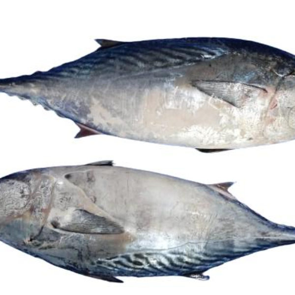 Poisson Thon - rouge Garba nature 5 x 2KG (6.42 euros/kilo)