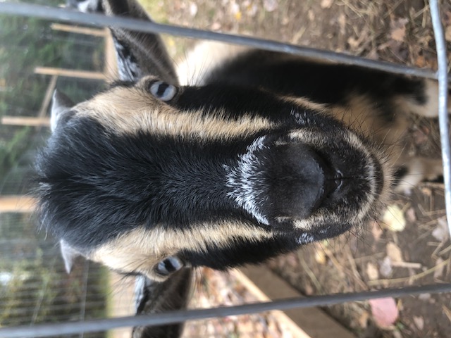 TABS Behaviour Consultation Package (Travel)