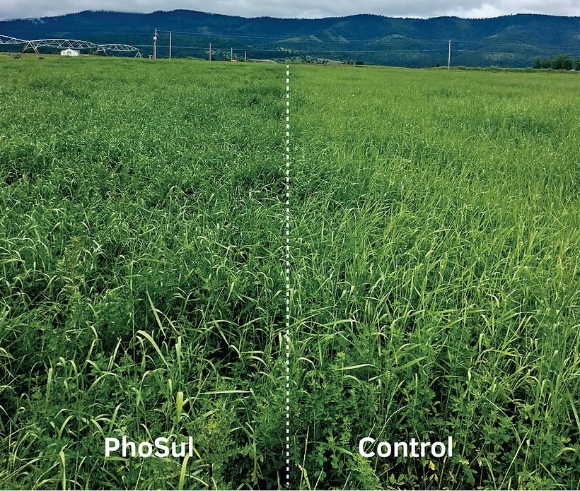 Phosul Dry Granular Phosphate