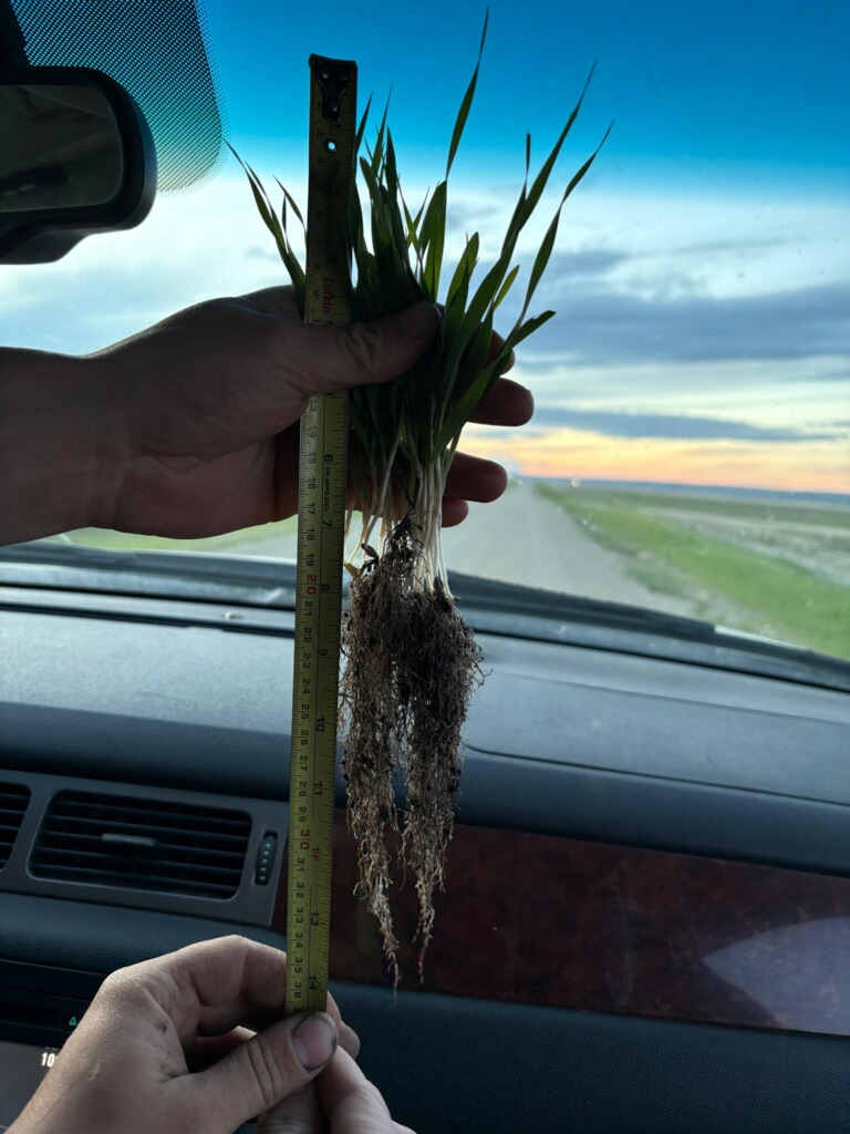 Phosul Dry Granular Phosphate