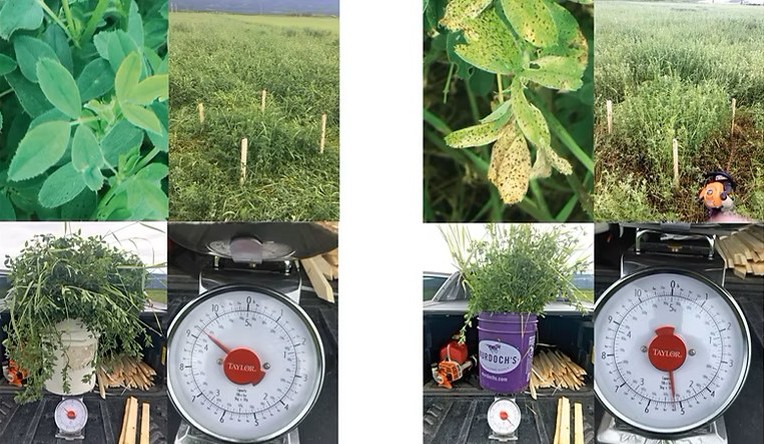 Phosul Dry Granular Phosphate