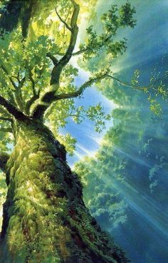 1h30 d'Accompagnement Personnalisé de la Forêt Vers l'Épanouissement
