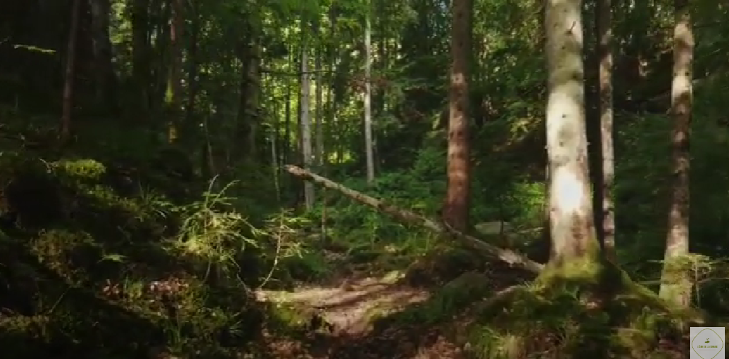 Méditation guidée "imaginez votre arbre dans la forêt" pour visualiser et explorer son soi
