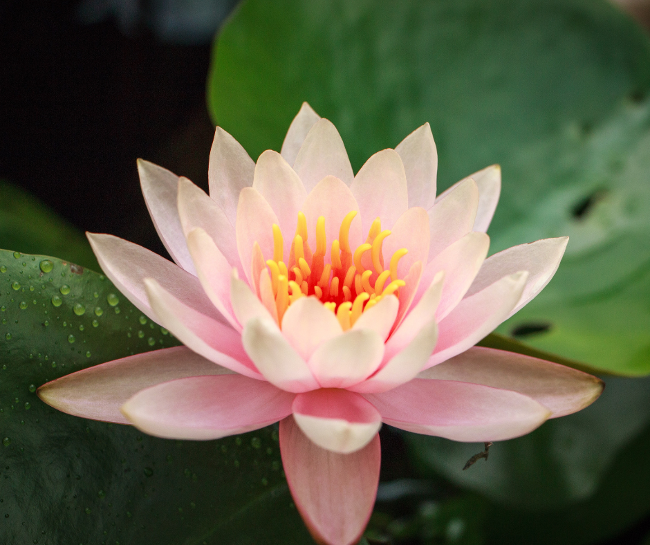 Soin Lotus