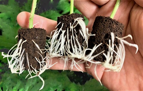 Plug seeder